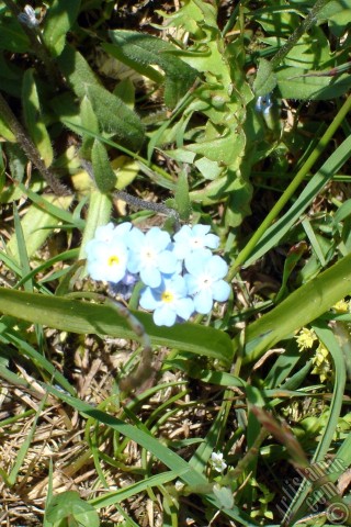 A mobile wallpaper and MMS picture for Apple iPhone 7s, 6s, 5s, 4s, Plus, iPods, iPads, New iPads, Samsung Galaxy S Series and Notes, Sony Ericsson Xperia, LG Mobile Phones, Tablets and Devices: Verbena -Common Vervain- flower.
