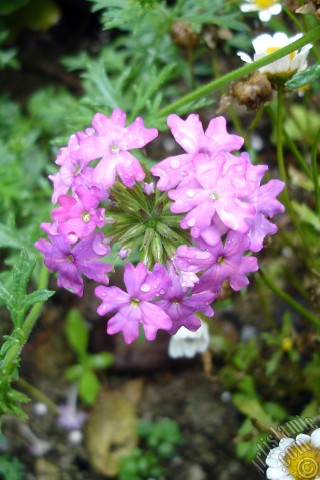 A mobile wallpaper and MMS picture for Apple iPhone 7s, 6s, 5s, 4s, Plus, iPods, iPads, New iPads, Samsung Galaxy S Series and Notes, Sony Ericsson Xperia, LG Mobile Phones, Tablets and Devices: Verbena -Common Vervain- flower.
