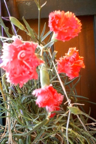 A mobile wallpaper and MMS picture for Apple iPhone 7s, 6s, 5s, 4s, Plus, iPods, iPads, New iPads, Samsung Galaxy S Series and Notes, Sony Ericsson Xperia, LG Mobile Phones, Tablets and Devices: Red color Carnation -Clove Pink- flower.
