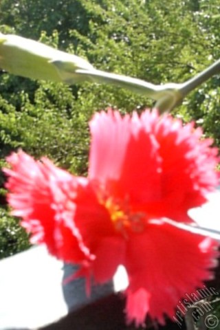 A mobile wallpaper and MMS picture for Apple iPhone 7s, 6s, 5s, 4s, Plus, iPods, iPads, New iPads, Samsung Galaxy S Series and Notes, Sony Ericsson Xperia, LG Mobile Phones, Tablets and Devices: Red color Carnation -Clove Pink- flower.
