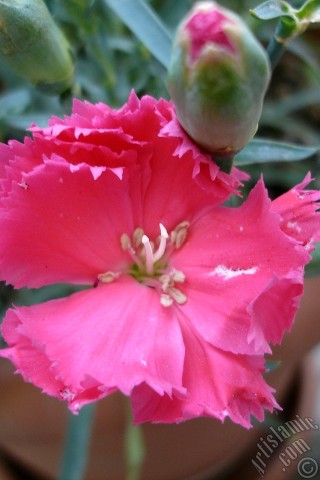 A mobile wallpaper and MMS picture for Apple iPhone 7s, 6s, 5s, 4s, Plus, iPods, iPads, New iPads, Samsung Galaxy S Series and Notes, Sony Ericsson Xperia, LG Mobile Phones, Tablets and Devices: Pink color Carnation -Clove Pink- flower.
