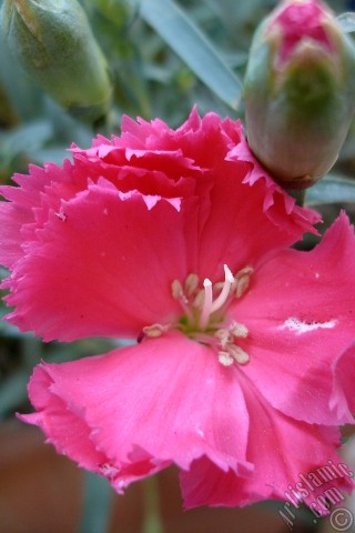 A mobile wallpaper and MMS picture for Apple iPhone 7s, 6s, 5s, 4s, Plus, iPods, iPads, New iPads, Samsung Galaxy S Series and Notes, Sony Ericsson Xperia, LG Mobile Phones, Tablets and Devices: Pink color Carnation -Clove Pink- flower.
