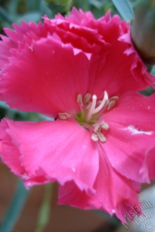 A mobile wallpaper and MMS picture for Apple iPhone 7s, 6s, 5s, 4s, Plus, iPods, iPads, New iPads, Samsung Galaxy S Series and Notes, Sony Ericsson Xperia, LG Mobile Phones, Tablets and Devices: Pink color Carnation -Clove Pink- flower.
