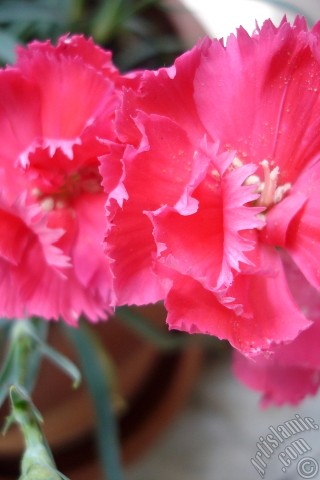 A mobile wallpaper and MMS picture for Apple iPhone 7s, 6s, 5s, 4s, Plus, iPods, iPads, New iPads, Samsung Galaxy S Series and Notes, Sony Ericsson Xperia, LG Mobile Phones, Tablets and Devices: Pink color Carnation -Clove Pink- flower.
