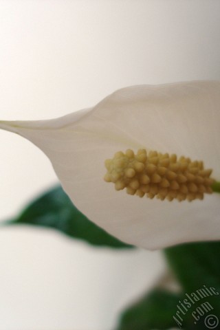 A mobile wallpaper and MMS picture for Apple iPhone 7s, 6s, 5s, 4s, Plus, iPods, iPads, New iPads, Samsung Galaxy S Series and Notes, Sony Ericsson Xperia, LG Mobile Phones, Tablets and Devices: White color Peace Lily -Spath- flower.
