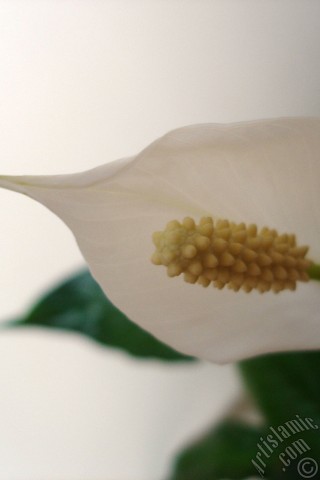 A mobile wallpaper and MMS picture for Apple iPhone 7s, 6s, 5s, 4s, Plus, iPods, iPads, New iPads, Samsung Galaxy S Series and Notes, Sony Ericsson Xperia, LG Mobile Phones, Tablets and Devices: White color Peace Lily -Spath- flower.
