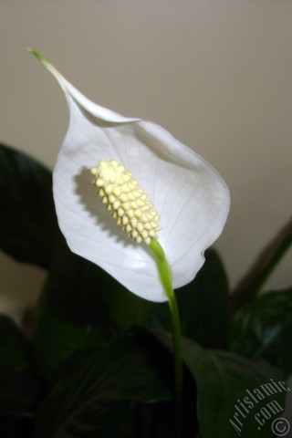 A mobile wallpaper and MMS picture for Apple iPhone 7s, 6s, 5s, 4s, Plus, iPods, iPads, New iPads, Samsung Galaxy S Series and Notes, Sony Ericsson Xperia, LG Mobile Phones, Tablets and Devices: White color Peace Lily -Spath- flower.
