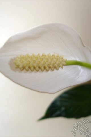 A mobile wallpaper and MMS picture for Apple iPhone 7s, 6s, 5s, 4s, Plus, iPods, iPads, New iPads, Samsung Galaxy S Series and Notes, Sony Ericsson Xperia, LG Mobile Phones, Tablets and Devices: White color Peace Lily -Spath- flower.
