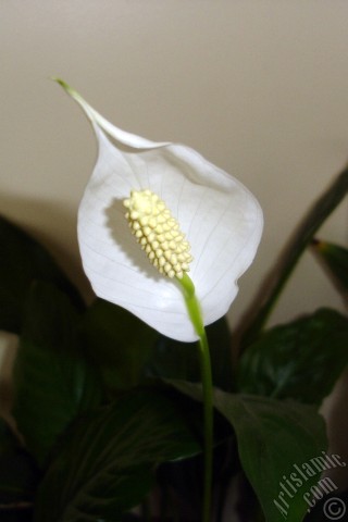 A mobile wallpaper and MMS picture for Apple iPhone 7s, 6s, 5s, 4s, Plus, iPods, iPads, New iPads, Samsung Galaxy S Series and Notes, Sony Ericsson Xperia, LG Mobile Phones, Tablets and Devices: White color Peace Lily -Spath- flower.
