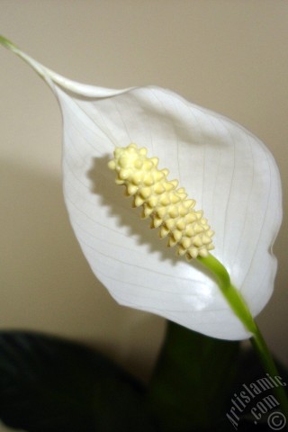 A mobile wallpaper and MMS picture for Apple iPhone 7s, 6s, 5s, 4s, Plus, iPods, iPads, New iPads, Samsung Galaxy S Series and Notes, Sony Ericsson Xperia, LG Mobile Phones, Tablets and Devices: White color Peace Lily -Spath- flower.
