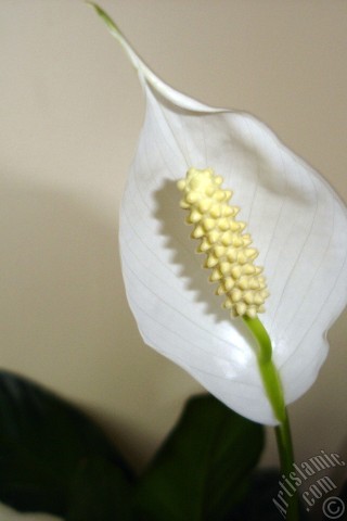 A mobile wallpaper and MMS picture for Apple iPhone 7s, 6s, 5s, 4s, Plus, iPods, iPads, New iPads, Samsung Galaxy S Series and Notes, Sony Ericsson Xperia, LG Mobile Phones, Tablets and Devices: White color Peace Lily -Spath- flower.
