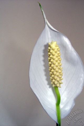 A mobile wallpaper and MMS picture for Apple iPhone 7s, 6s, 5s, 4s, Plus, iPods, iPads, New iPads, Samsung Galaxy S Series and Notes, Sony Ericsson Xperia, LG Mobile Phones, Tablets and Devices: White color Peace Lily -Spath- flower.
