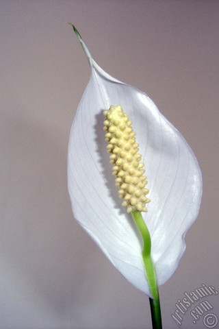 A mobile wallpaper and MMS picture for Apple iPhone 7s, 6s, 5s, 4s, Plus, iPods, iPads, New iPads, Samsung Galaxy S Series and Notes, Sony Ericsson Xperia, LG Mobile Phones, Tablets and Devices: White color Peace Lily -Spath- flower.
