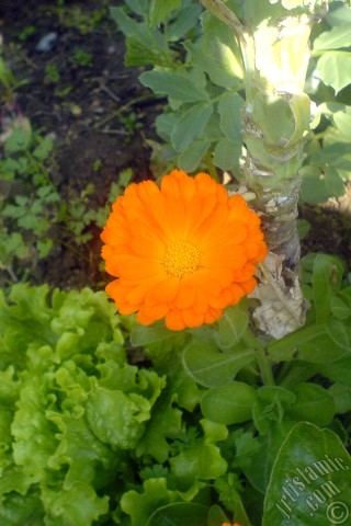 A mobile wallpaper and MMS picture for Apple iPhone 7s, 6s, 5s, 4s, Plus, iPods, iPads, New iPads, Samsung Galaxy S Series and Notes, Sony Ericsson Xperia, LG Mobile Phones, Tablets and Devices: Dark orange color Pot Marigold -Scotch Marigold- flower which is similar to yellow daisy.
