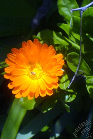 A mobile wallpaper and MMS picture for Apple iPhone 7s, 6s, 5s, 4s, Plus, iPods, iPads, New iPads, Samsung Galaxy S Series and Notes, Sony Ericsson Xperia, LG Mobile Phones, Tablets and Devices: Dark orange color Pot Marigold -Scotch Marigold- flower which is similar to yellow daisy.
