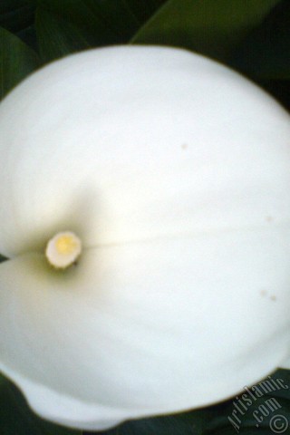 A mobile wallpaper and MMS picture for Apple iPhone 7s, 6s, 5s, 4s, Plus, iPods, iPads, New iPads, Samsung Galaxy S Series and Notes, Sony Ericsson Xperia, LG Mobile Phones, Tablets and Devices: White color Arum Lily -Calla Lily- flower.
