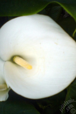 A mobile wallpaper and MMS picture for Apple iPhone 7s, 6s, 5s, 4s, Plus, iPods, iPads, New iPads, Samsung Galaxy S Series and Notes, Sony Ericsson Xperia, LG Mobile Phones, Tablets and Devices: White color Arum Lily -Calla Lily- flower.
