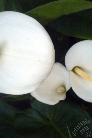 A mobile wallpaper and MMS picture for Apple iPhone 7s, 6s, 5s, 4s, Plus, iPods, iPads, New iPads, Samsung Galaxy S Series and Notes, Sony Ericsson Xperia, LG Mobile Phones, Tablets and Devices: White color Arum Lily -Calla Lily- flower.
