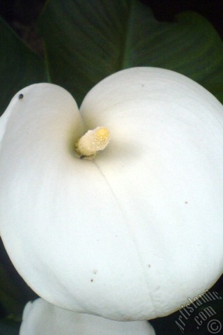 A mobile wallpaper and MMS picture for Apple iPhone 7s, 6s, 5s, 4s, Plus, iPods, iPads, New iPads, Samsung Galaxy S Series and Notes, Sony Ericsson Xperia, LG Mobile Phones, Tablets and Devices: White color Arum Lily -Calla Lily- flower.
