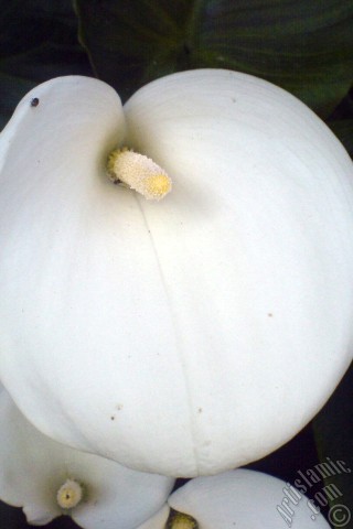 A mobile wallpaper and MMS picture for Apple iPhone 7s, 6s, 5s, 4s, Plus, iPods, iPads, New iPads, Samsung Galaxy S Series and Notes, Sony Ericsson Xperia, LG Mobile Phones, Tablets and Devices: White color Arum Lily -Calla Lily- flower.
