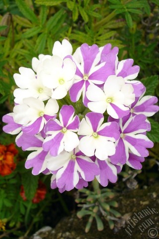 A mobile wallpaper and MMS picture for Apple iPhone 7s, 6s, 5s, 4s, Plus, iPods, iPads, New iPads, Samsung Galaxy S Series and Notes, Sony Ericsson Xperia, LG Mobile Phones, Tablets and Devices: Verbena -Common Vervain- flower.
