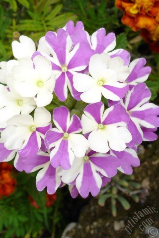 A mobile wallpaper and MMS picture for Apple iPhone 7s, 6s, 5s, 4s, Plus, iPods, iPads, New iPads, Samsung Galaxy S Series and Notes, Sony Ericsson Xperia, LG Mobile Phones, Tablets and Devices: Verbena -Common Vervain- flower.
