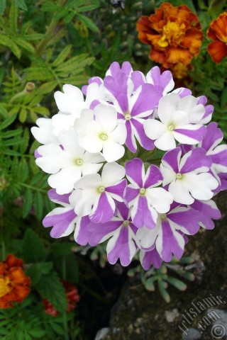 A mobile wallpaper and MMS picture for Apple iPhone 7s, 6s, 5s, 4s, Plus, iPods, iPads, New iPads, Samsung Galaxy S Series and Notes, Sony Ericsson Xperia, LG Mobile Phones, Tablets and Devices: Verbena -Common Vervain- flower.
