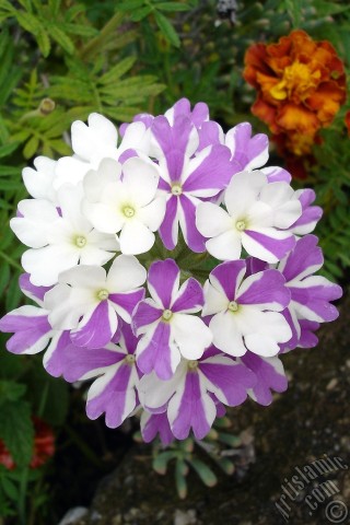 A mobile wallpaper and MMS picture for Apple iPhone 7s, 6s, 5s, 4s, Plus, iPods, iPads, New iPads, Samsung Galaxy S Series and Notes, Sony Ericsson Xperia, LG Mobile Phones, Tablets and Devices: Verbena -Common Vervain- flower.
