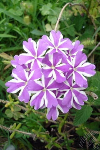 A mobile wallpaper and MMS picture for Apple iPhone 7s, 6s, 5s, 4s, Plus, iPods, iPads, New iPads, Samsung Galaxy S Series and Notes, Sony Ericsson Xperia, LG Mobile Phones, Tablets and Devices: Verbena -Common Vervain- flower.
