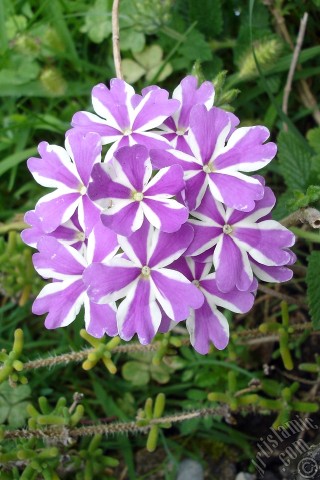 A mobile wallpaper and MMS picture for Apple iPhone 7s, 6s, 5s, 4s, Plus, iPods, iPads, New iPads, Samsung Galaxy S Series and Notes, Sony Ericsson Xperia, LG Mobile Phones, Tablets and Devices: Verbena -Common Vervain- flower.
