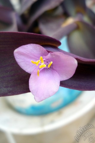 A mobile wallpaper and MMS picture for Apple iPhone 7s, 6s, 5s, 4s, Plus, iPods, iPads, New iPads, Samsung Galaxy S Series and Notes, Sony Ericsson Xperia, LG Mobile Phones, Tablets and Devices: Purple Heart -Purple Queen- flower.
