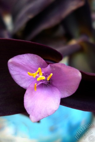 A mobile wallpaper and MMS picture for Apple iPhone 7s, 6s, 5s, 4s, Plus, iPods, iPads, New iPads, Samsung Galaxy S Series and Notes, Sony Ericsson Xperia, LG Mobile Phones, Tablets and Devices: Purple Heart -Purple Queen- flower.
