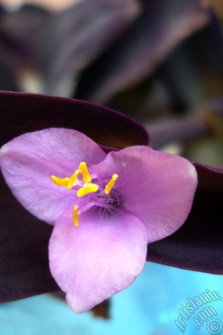 A mobile wallpaper and MMS picture for Apple iPhone 7s, 6s, 5s, 4s, Plus, iPods, iPads, New iPads, Samsung Galaxy S Series and Notes, Sony Ericsson Xperia, LG Mobile Phones, Tablets and Devices: Purple Heart -Purple Queen- flower.
