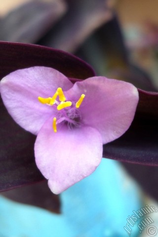 A mobile wallpaper and MMS picture for Apple iPhone 7s, 6s, 5s, 4s, Plus, iPods, iPads, New iPads, Samsung Galaxy S Series and Notes, Sony Ericsson Xperia, LG Mobile Phones, Tablets and Devices: Purple Heart -Purple Queen- flower.
