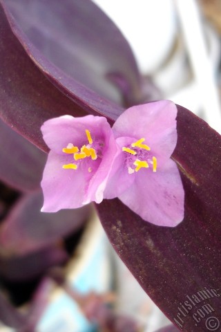 A mobile wallpaper and MMS picture for Apple iPhone 7s, 6s, 5s, 4s, Plus, iPods, iPads, New iPads, Samsung Galaxy S Series and Notes, Sony Ericsson Xperia, LG Mobile Phones, Tablets and Devices: Purple Heart -Purple Queen- flower.
