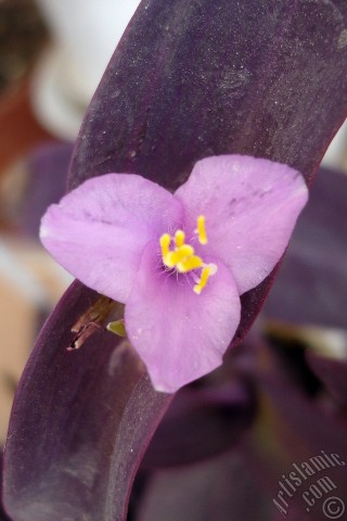 A mobile wallpaper and MMS picture for Apple iPhone 7s, 6s, 5s, 4s, Plus, iPods, iPads, New iPads, Samsung Galaxy S Series and Notes, Sony Ericsson Xperia, LG Mobile Phones, Tablets and Devices: Purple Heart -Purple Queen- flower.
