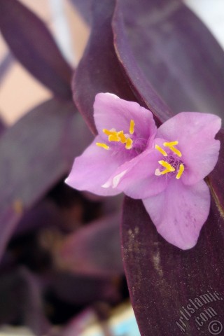 A mobile wallpaper and MMS picture for Apple iPhone 7s, 6s, 5s, 4s, Plus, iPods, iPads, New iPads, Samsung Galaxy S Series and Notes, Sony Ericsson Xperia, LG Mobile Phones, Tablets and Devices: Purple Heart -Purple Queen- flower.
