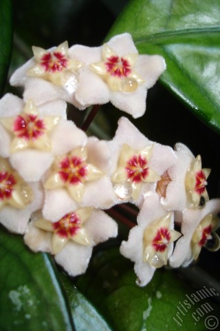 A mobile wallpaper and MMS picture for Apple iPhone 7s, 6s, 5s, 4s, Plus, iPods, iPads, New iPads, Samsung Galaxy S Series and Notes, Sony Ericsson Xperia, LG Mobile Phones, Tablets and Devices: Wax Plant flower.
