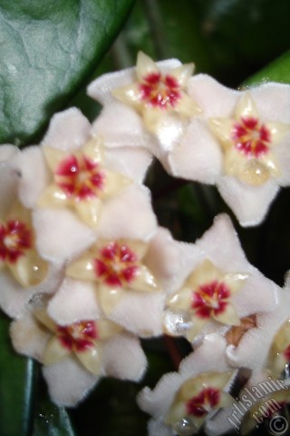 A mobile wallpaper and MMS picture for Apple iPhone 7s, 6s, 5s, 4s, Plus, iPods, iPads, New iPads, Samsung Galaxy S Series and Notes, Sony Ericsson Xperia, LG Mobile Phones, Tablets and Devices: Wax Plant flower.
