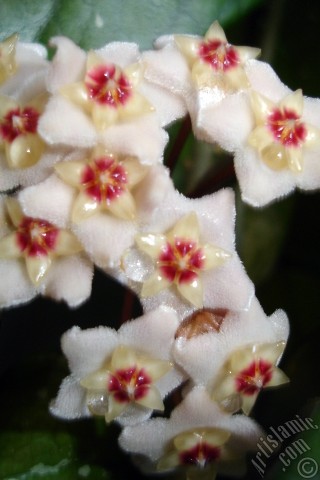 A mobile wallpaper and MMS picture for Apple iPhone 7s, 6s, 5s, 4s, Plus, iPods, iPads, New iPads, Samsung Galaxy S Series and Notes, Sony Ericsson Xperia, LG Mobile Phones, Tablets and Devices: Wax Plant flower.
