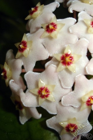 A mobile wallpaper and MMS picture for Apple iPhone 7s, 6s, 5s, 4s, Plus, iPods, iPads, New iPads, Samsung Galaxy S Series and Notes, Sony Ericsson Xperia, LG Mobile Phones, Tablets and Devices: Wax Plant flower.
