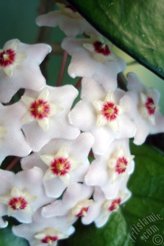 A mobile wallpaper and MMS picture for Apple iPhone 7s, 6s, 5s, 4s, Plus, iPods, iPads, New iPads, Samsung Galaxy S Series and Notes, Sony Ericsson Xperia, LG Mobile Phones, Tablets and Devices: Wax Plant flower.
