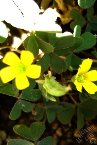 A mobile wallpaper and MMS picture for Apple iPhone 7s, 6s, 5s, 4s, Plus, iPods, iPads, New iPads, Samsung Galaxy S Series and Notes, Sony Ericsson Xperia, LG Mobile Phones, Tablets and Devices: Shamrock -Wood Sorrel- flower.
