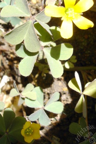 A mobile wallpaper and MMS picture for Apple iPhone 7s, 6s, 5s, 4s, Plus, iPods, iPads, New iPads, Samsung Galaxy S Series and Notes, Sony Ericsson Xperia, LG Mobile Phones, Tablets and Devices: Shamrock -Wood Sorrel- flower.
