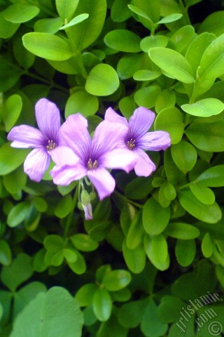 A mobile wallpaper and MMS picture for Apple iPhone 7s, 6s, 5s, 4s, Plus, iPods, iPads, New iPads, Samsung Galaxy S Series and Notes, Sony Ericsson Xperia, LG Mobile Phones, Tablets and Devices: Shamrock -Wood Sorrel- flower.
