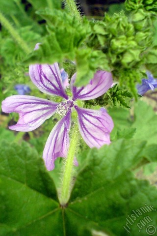 A mobile wallpaper and MMS picture for Apple iPhone 7s, 6s, 5s, 4s, Plus, iPods, iPads, New iPads, Samsung Galaxy S Series and Notes, Sony Ericsson Xperia, LG Mobile Phones, Tablets and Devices: Purple color Erica flower.
