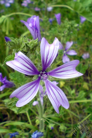 A mobile wallpaper and MMS picture for Apple iPhone 7s, 6s, 5s, 4s, Plus, iPods, iPads, New iPads, Samsung Galaxy S Series and Notes, Sony Ericsson Xperia, LG Mobile Phones, Tablets and Devices: Purple color Erica flower.
