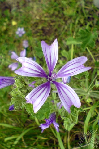 A mobile wallpaper and MMS picture for Apple iPhone 7s, 6s, 5s, 4s, Plus, iPods, iPads, New iPads, Samsung Galaxy S Series and Notes, Sony Ericsson Xperia, LG Mobile Phones, Tablets and Devices: Purple color Erica flower.
