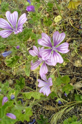 A mobile wallpaper and MMS picture for Apple iPhone 7s, 6s, 5s, 4s, Plus, iPods, iPads, New iPads, Samsung Galaxy S Series and Notes, Sony Ericsson Xperia, LG Mobile Phones, Tablets and Devices: Purple color Erica flower.
