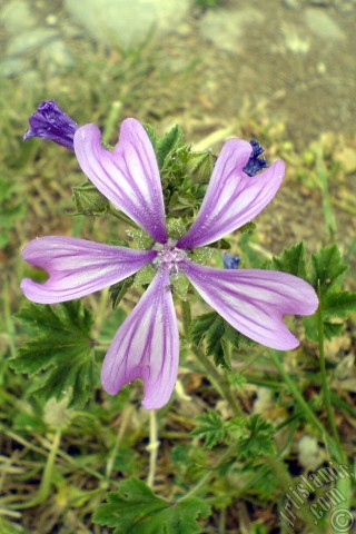 A mobile wallpaper and MMS picture for Apple iPhone 7s, 6s, 5s, 4s, Plus, iPods, iPads, New iPads, Samsung Galaxy S Series and Notes, Sony Ericsson Xperia, LG Mobile Phones, Tablets and Devices: Purple color Erica flower.
